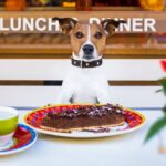 Dog Friendly Restaurants Dubai