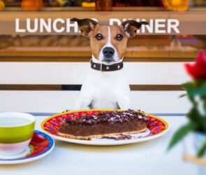 Dog Friendly Restaurants Dubai